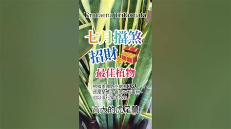 虎尾蘭 擋煞|【虎尾蘭辟邪】虎尾蘭：招財擋煞的風水聖品，讓你平安運勢旺翻。